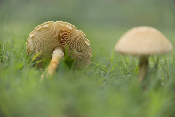 Funghi con branchie Paesaggio — Foto Stock