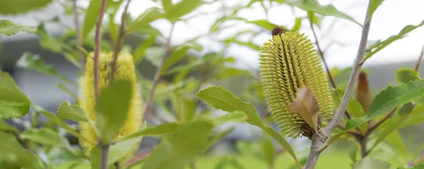 Arbusto australiano Banksia panorama Fotos de stock libres de derechos