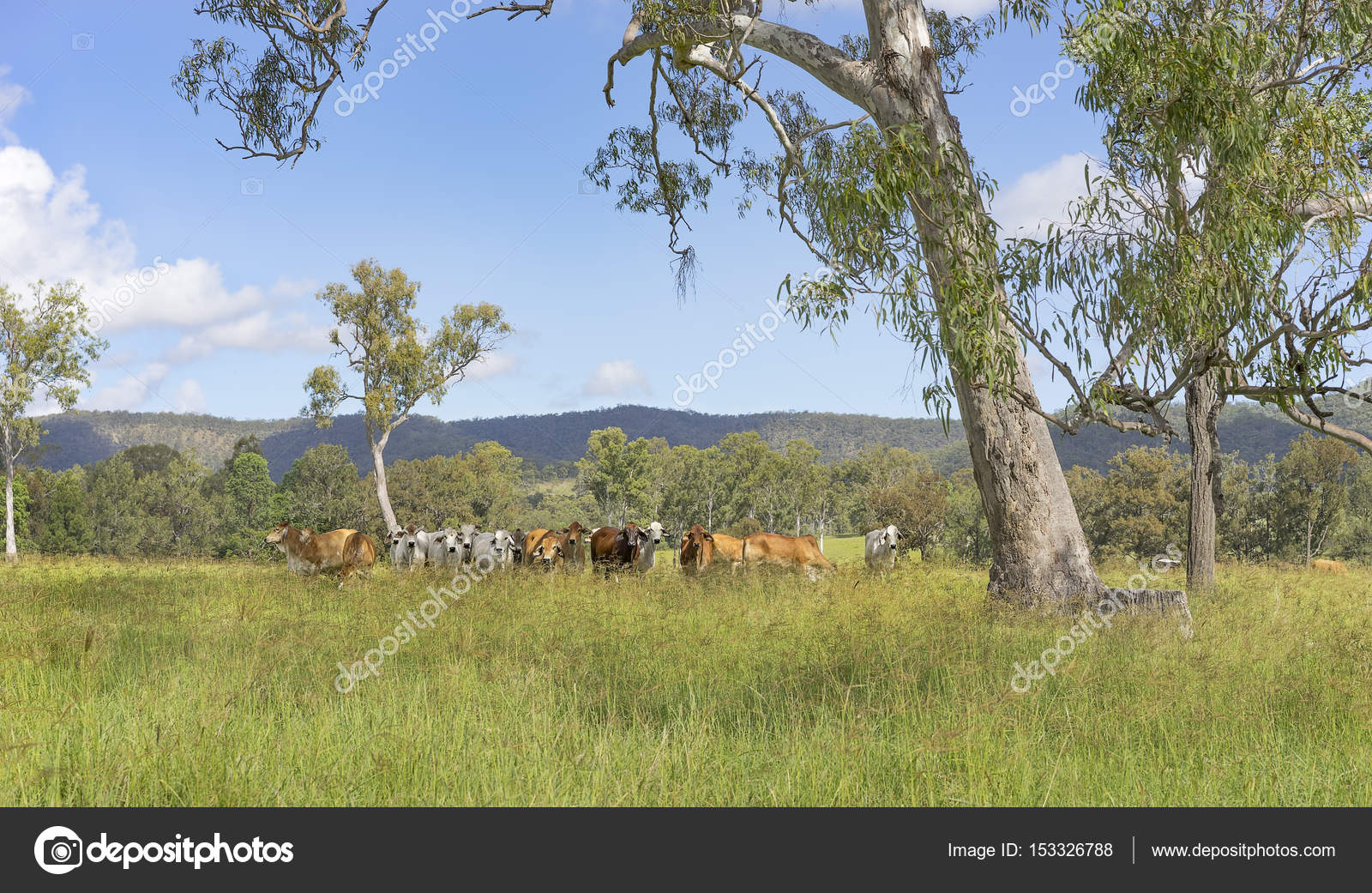 Australian landscape with gum trees and cows Stock Photo by ©sherjaca