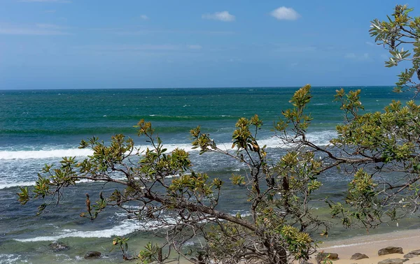 Australiska Banksia integrifolia med blåsigt hav bakgrund — Stockfoto