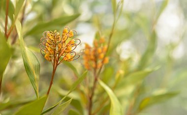 Avustralya flora Grevillea portakal marmelat