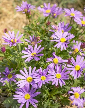 Western Avustralya Swan River Daisy