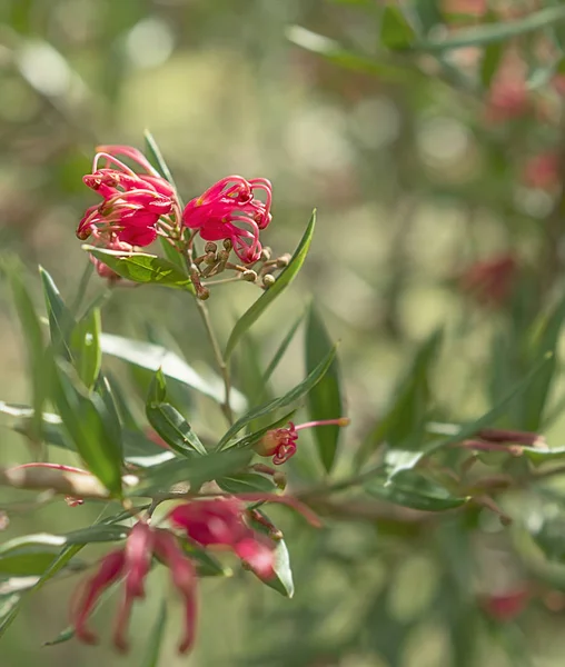 Rubi vermelho Grevillea esplendor flores — Fotografia de Stock