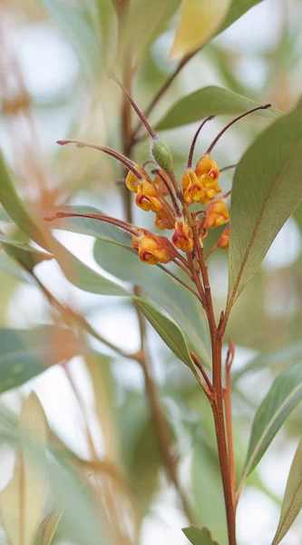 Avustralya yerli kır çiçeği Grevillea — Stok fotoğraf