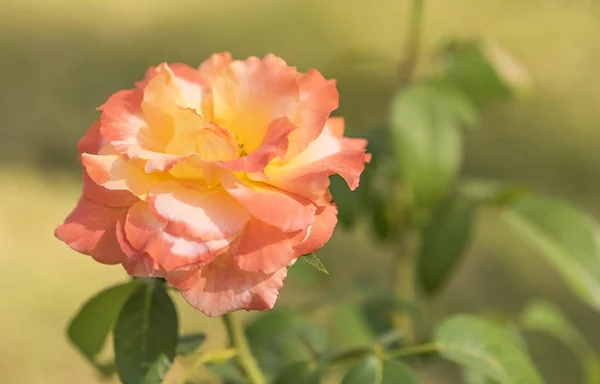 Ros kondoleans bakgrund — Stockfoto