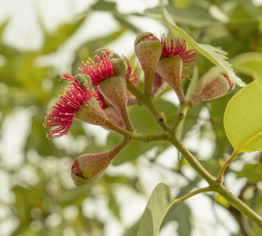 Flowering stage of Australian gumnuts clipart