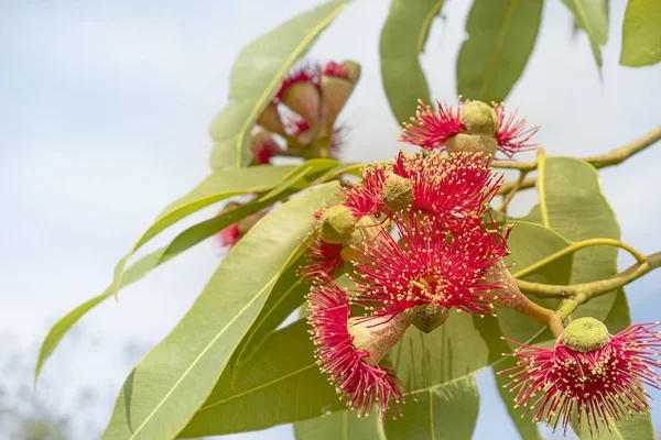 Ausztrál vörös virág eukaliptusz-fa — Stock Fotó