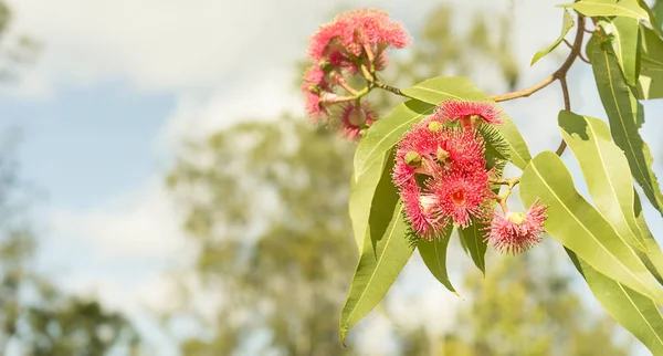 Fleurs d'eucalyptus rouge australien — Photo