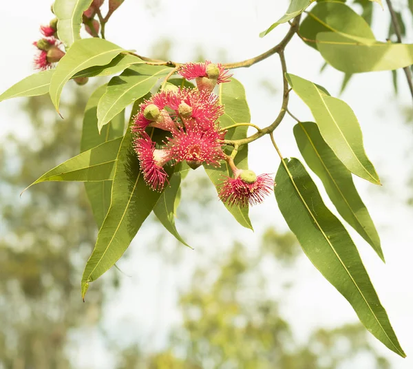 Fleurs sauvages rouges d'eucalyptus gumtree australien — Photo