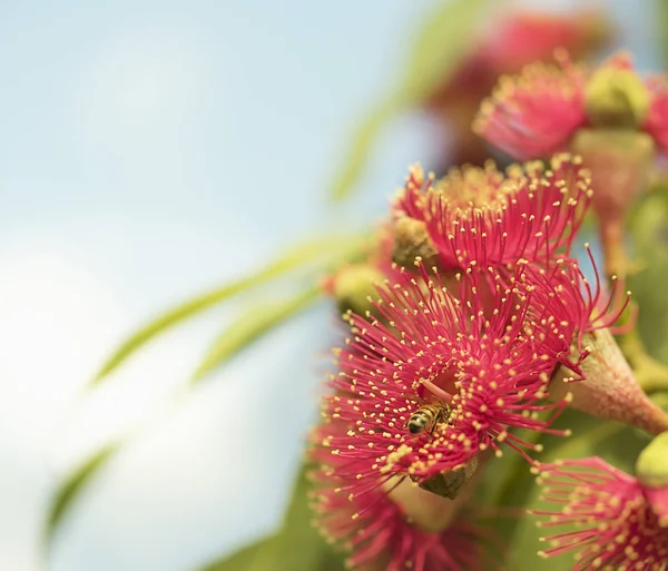 Australian nature bee on red flowers of gum tree — Stock Photo, Image