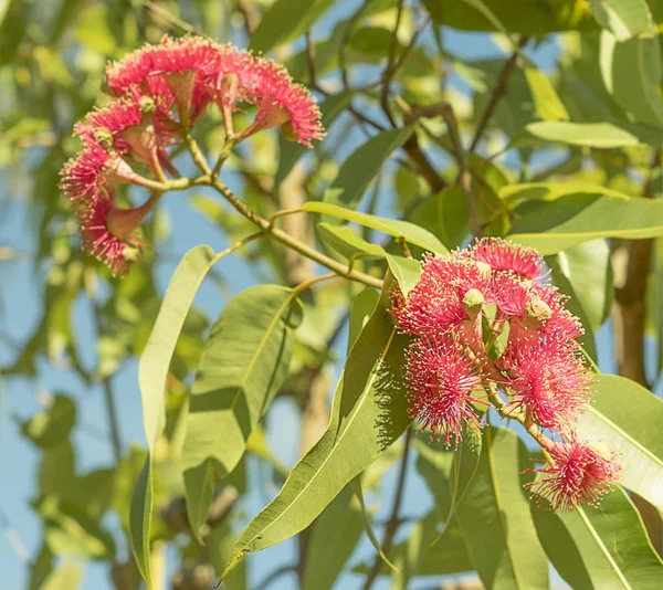 Luz solar australiana brilhante em flores vermelhas de eucalipto — Fotografia de Stock