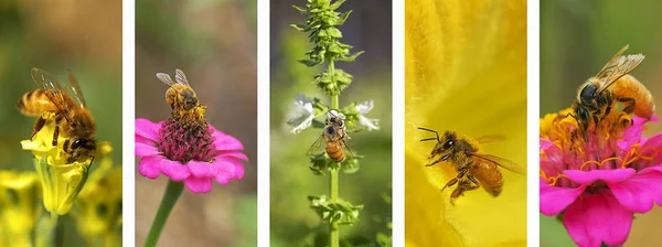 Panoramique nature abeille montage fond — Photo