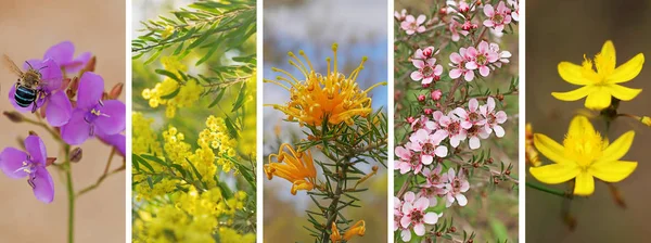 Conjunto panorâmico de flores silvestres australianas — Fotografia de Stock