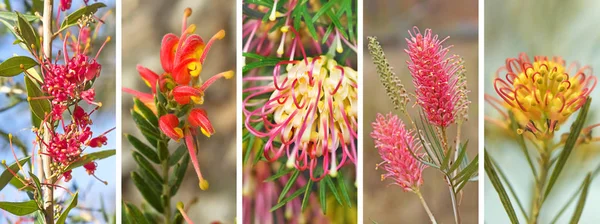 Panorama Brasileiro Grevillea Banner — Fotografia de Stock