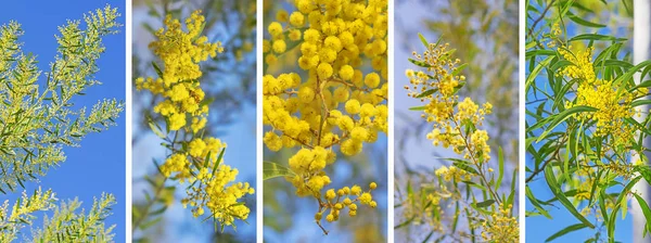 Αυστραλιανή Wattle Banner — Φωτογραφία Αρχείου