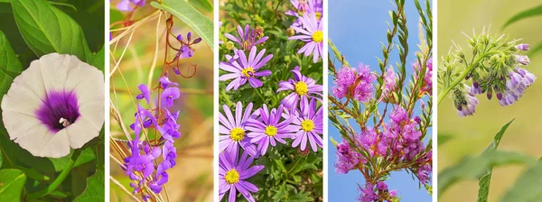 Banner de flor roxa — Fotografia de Stock