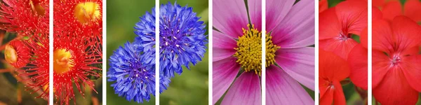 Panoramatické květinové květinové nápis — Stock fotografie