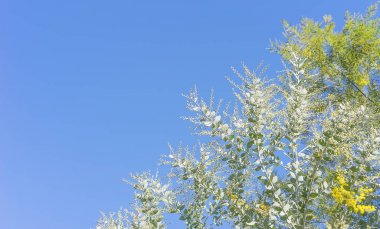 Avustralya wattle ağaç arka plan boşluk ile