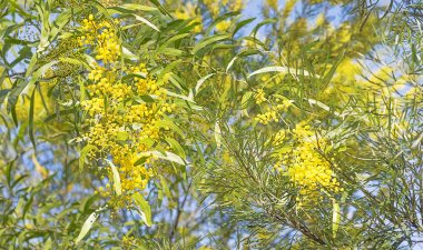 Avustralya bush sahne wattle çiçekli