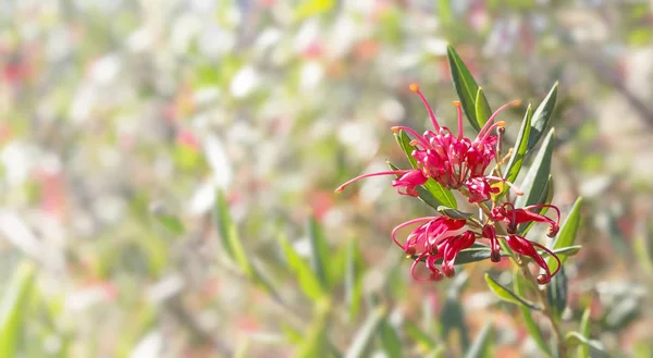 Flor australiana Grevillea condolências fundo — Fotografia de Stock