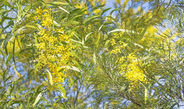 Australian bush scénu s květy proutí — Stock fotografie