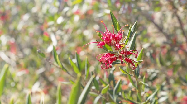 Australische wildblume grevillea glanz — Stockfoto