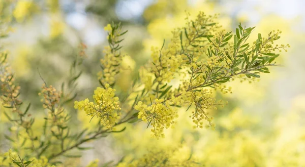 Tempo de anel na Austrália com flores de murcha — Fotografia de Stock