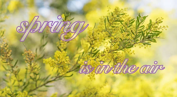 Sring in australien mit wattle und text — Stockfoto