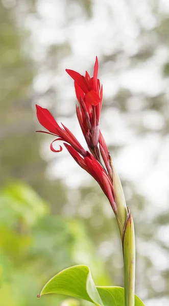 Canna edulis rote Pfeilwurzelblume — Stockfoto