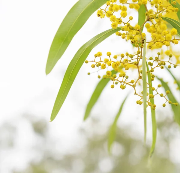 Australiano Primavera wattle flores — Fotografia de Stock