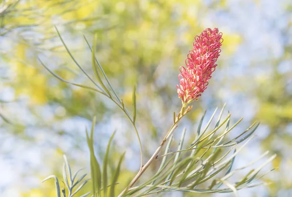 Grevillea mit rosa Spinnenblume — Stockfoto