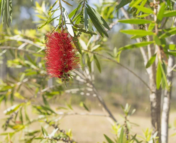 Australian Callistemon roșu floricele sălbatice — Fotografie, imagine de stoc