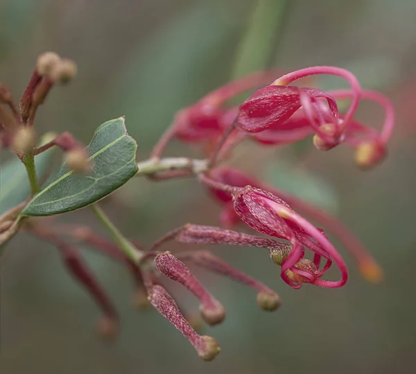 Ausztrál vörös vadvirág Grevillea pompa makró — Stock Fotó