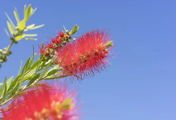 Australian Callistemon red bottlebrush flowers — Stock Photo, Image