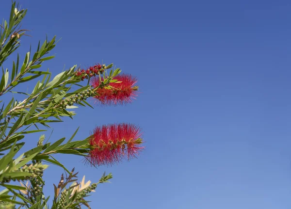 꽃에서 호주 Callistemon — 스톡 사진