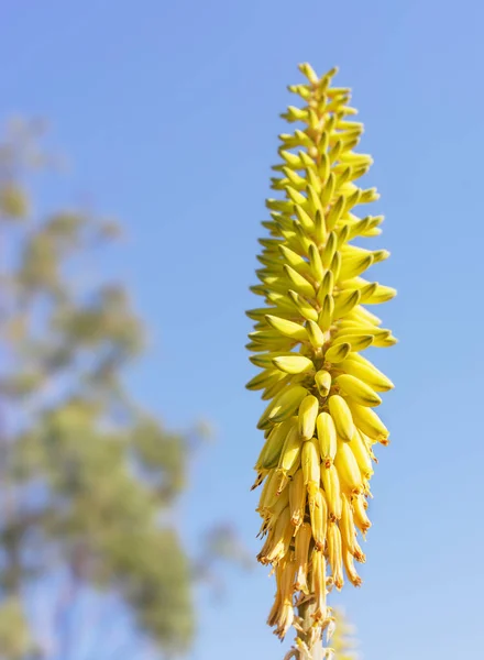 Amarelo Aloe Vera Flores — Fotografia de Stock