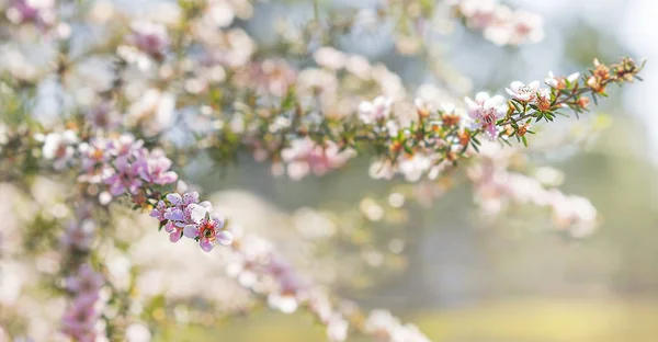 Весна тлі австралійських leptospermum рожеві квіти Стокова Картинка