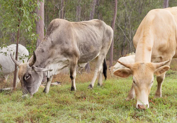Bull and cow with horns — Stock Photo, Image