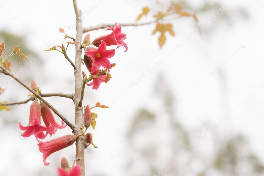 Australian Brachychiton bidwillii red flowers in spring