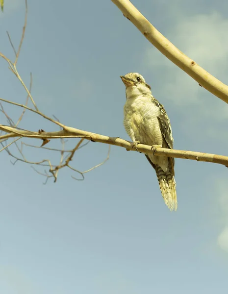 Australská kookaburra tiše sedí — Stock fotografie