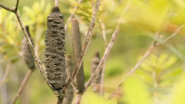 Woody Cone Follicle Australian Banksia Banksia Serrata Saw Tooth Banksia — Stock Photo, Image