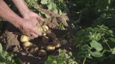 işçi hasat patates