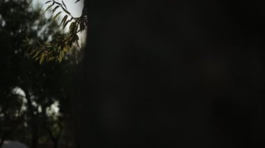 zeytin ağacı dalları 