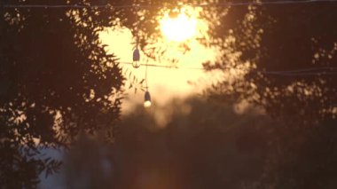 ağaçların üzerinden günbatımı ışık ışınları