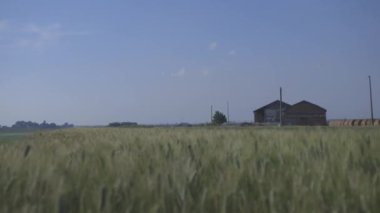 Tarlada buğday kulakları 