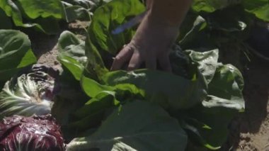 İşçi hasat lahana