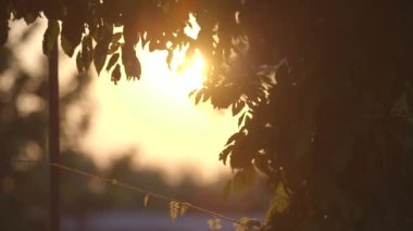 yaprakları Rüzgar sallıyor