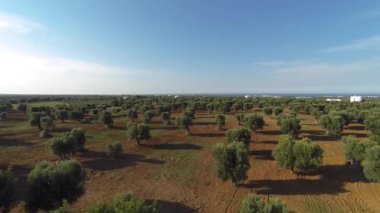 na satır alanı ağaçlarda 