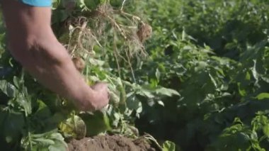 işçi hasat patates