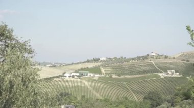 Satır üzüm Ekim